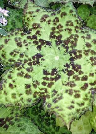 Pėdlapis 'Spotty Dotty'