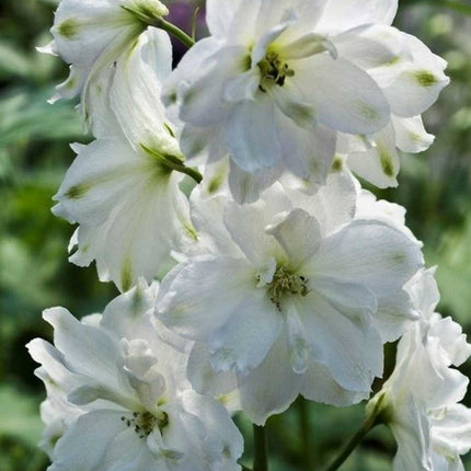 Pentinius 'Magic Fountains Pure White'