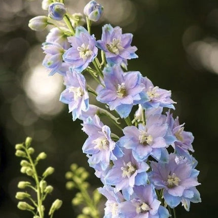 Pentinius 'Magic Fountains Sky Blue, White bee'