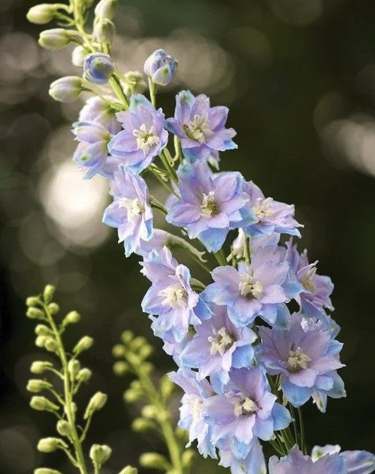Pentinius 'Magic Fountains Sky Blue, White bee'