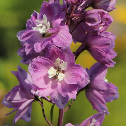 Pentinius 'Pacific Astolat'