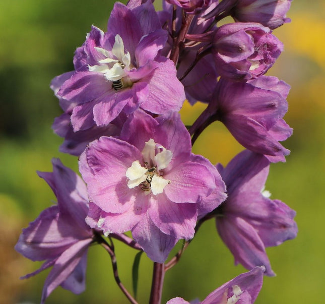 Pentinius 'Pacific Astolat'