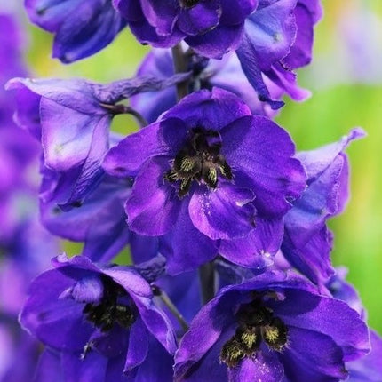 Pentinius 'Pacific Black Knight'