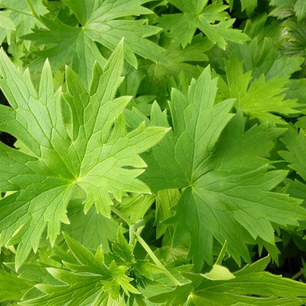 Pentinius 'Pacific Blue Bird'