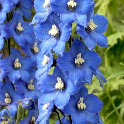 Pentinius 'Pacific Blue Bird'