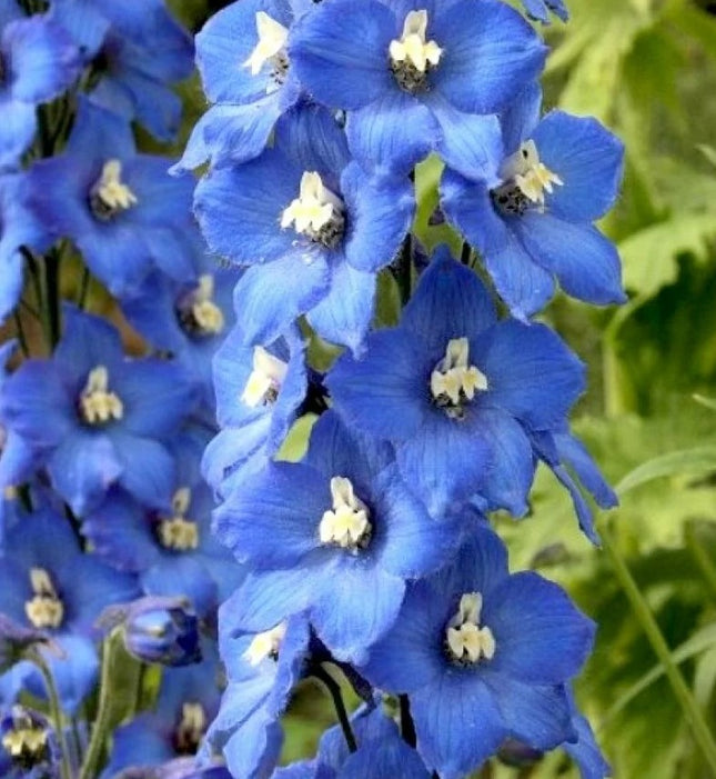 Pentinius 'Pacific Blue Bird'