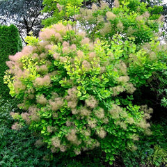 Collection image for: Pūkeniai