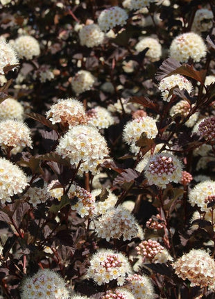 Pūslenis putinalapis 'Atropurpurea'