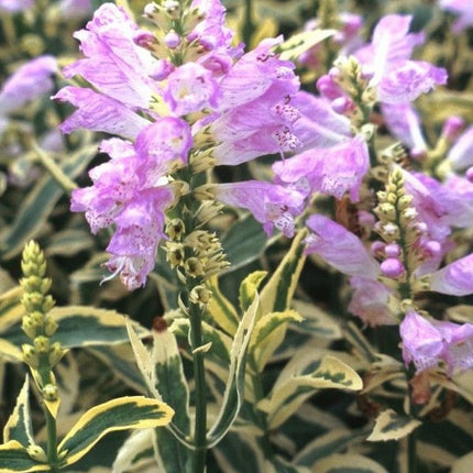 Pūstatauris virgininis 'Variegata'