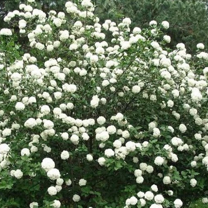 Putinas farero 'December Dwarf'