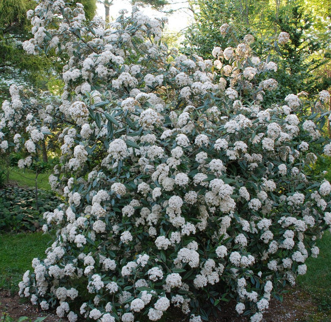 Putinas farero 'December Dwarf'