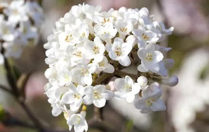 Putinas farero 'December Dwarf'