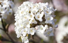 Putinas farero 'December Dwarf'