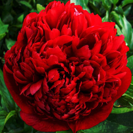 Bijūnas 'Christmas Velvet'