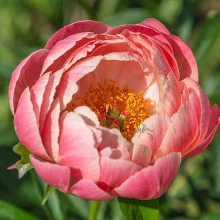 Bijūnas 'Coral Sunset'