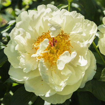 Bijūnas 'Lemon Chiffon'