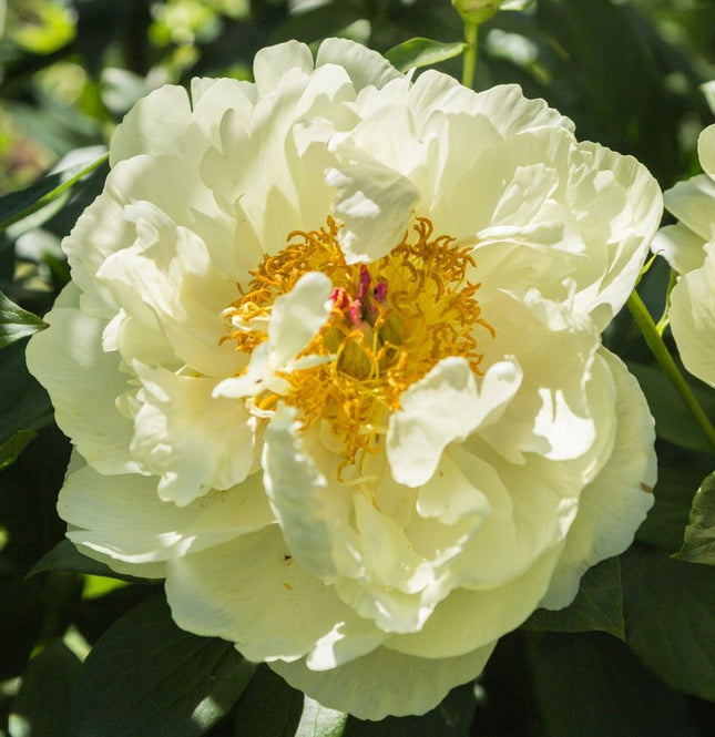 Bijūnas 'Lemon Chiffon'