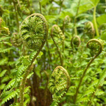 Papartis kelminis 'Furcans'
