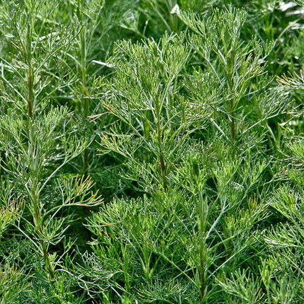 Pelynas baltasis