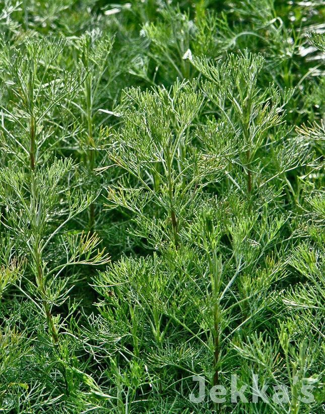 Pelynas baltasis