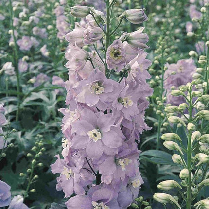 Pentinius 'Pacific Guinevere'