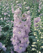Pentinius 'Pacific Guinevere'