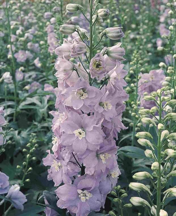 Pentinius 'Pacific Guinevere'