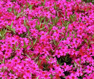 Flioksas ylalapis 'Atropurpurea'