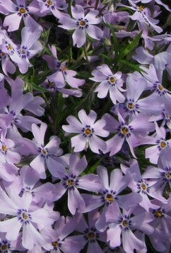 Flioksas ylalapis 'G. F. Wilson'