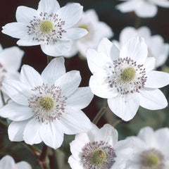 Collection image for: Plukės