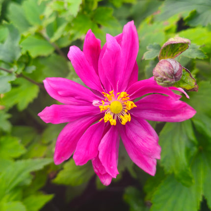 Plukė 'Bressingham Glow'