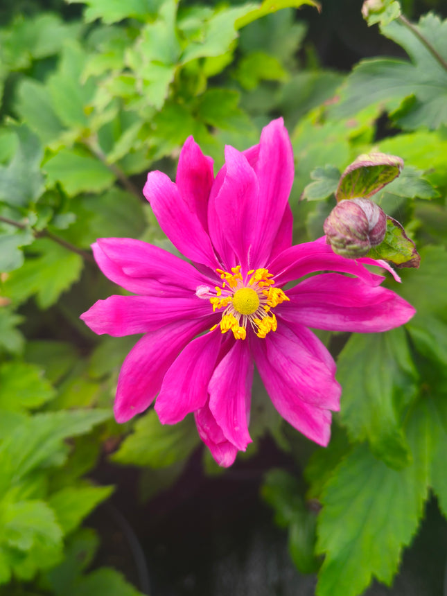 Plukė 'Bressingham Glow'