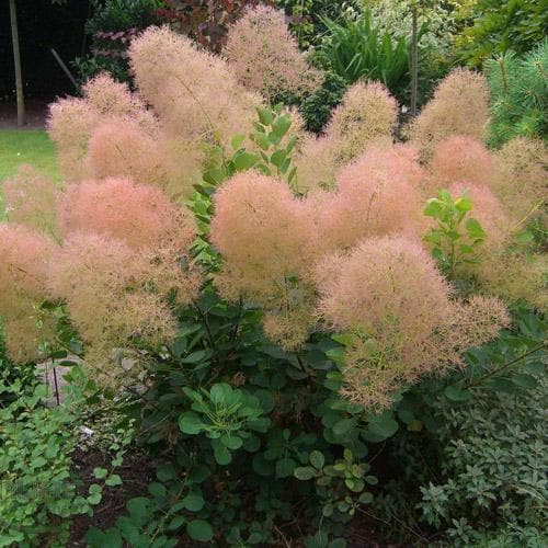 Pūkenis europinis 'Young Lady'