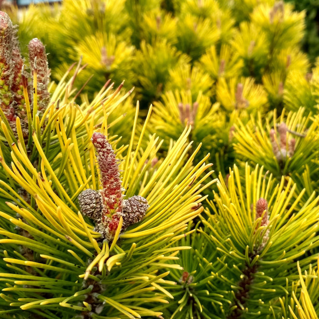 Pušis kalninė 'Winter Gold'