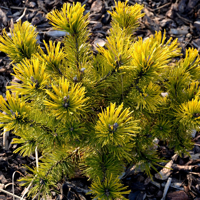Pušis kalninė 'Winter Gold'