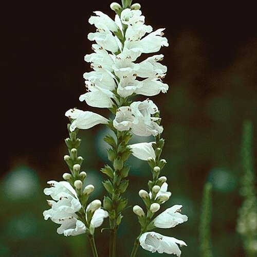 Pūstatauris virgininis 'Miss Manners'