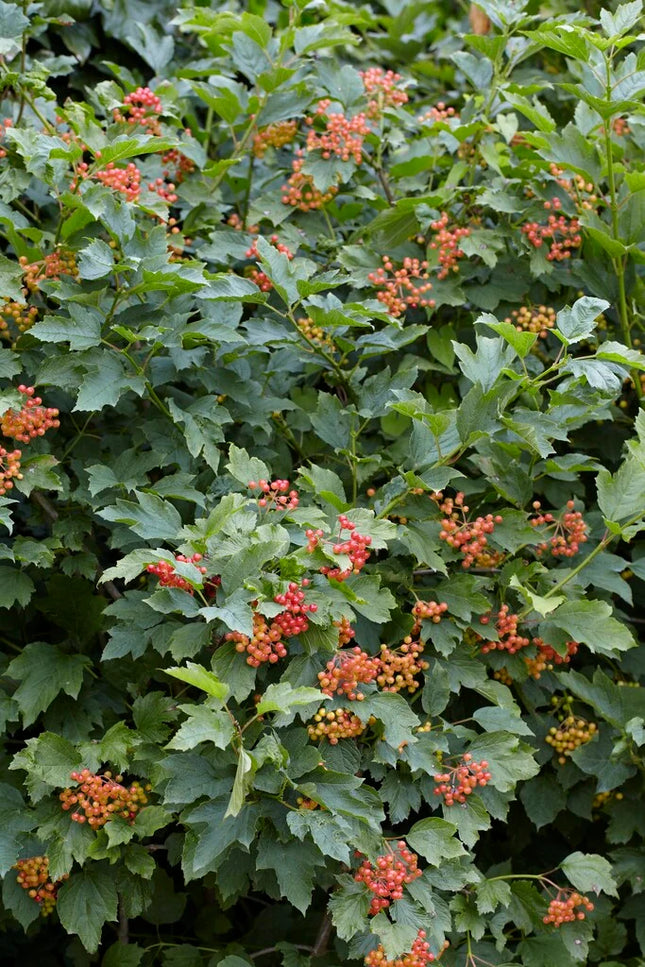 Putinas paprastasis