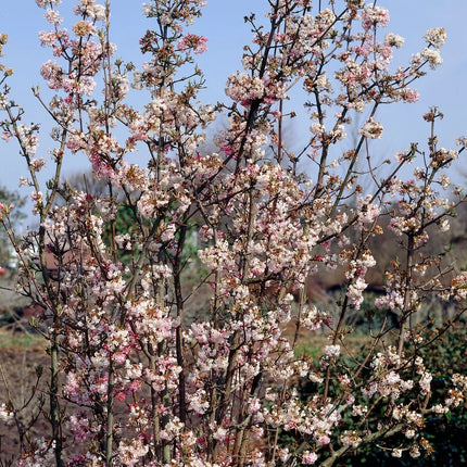 Putinas bodnanto 'Charles Lamont'