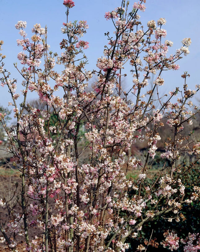 Putinas bodnanto 'Charles Lamont'