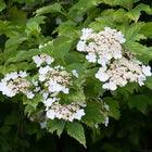 Putinas paprastasis