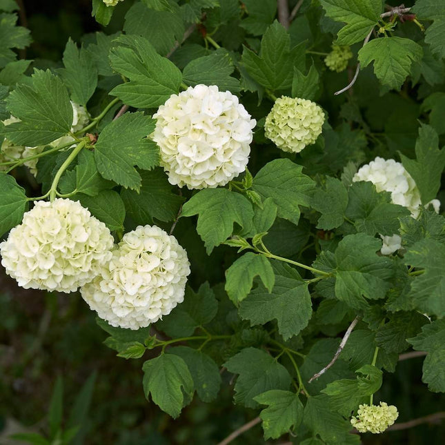Putinas paprastasis 'Nanum'