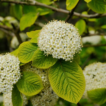 Putinas sodinis 'Aureovariegata'