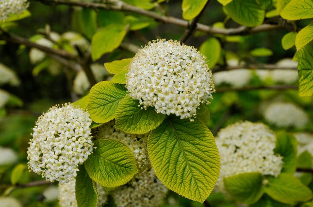Putinas sodinis 'Aureovariegata'