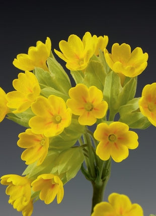 Raktažolė pavasarinė 'Cabrillo Yellow'