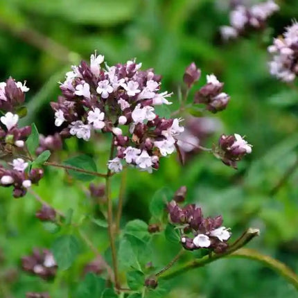 Raudonėlis 'Rosenkuppel' (P9)