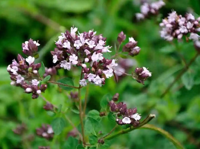 Raudonėlis 'Rosenkuppel' (P9)