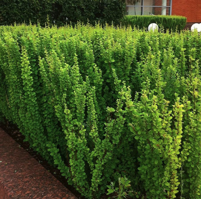Raugeriškis tubergo 'Erecta'