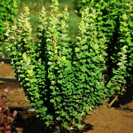 Raugeriškis tubergo 'Erecta'