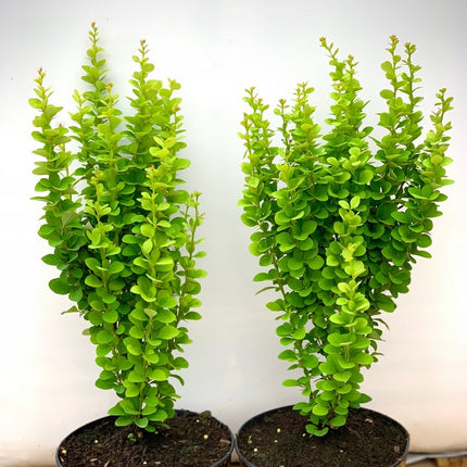 Raugeriškis tubergo 'Erecta'
