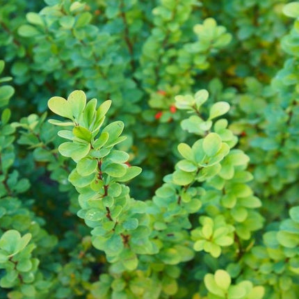 Raugeriškis tubergo 'Erecta'